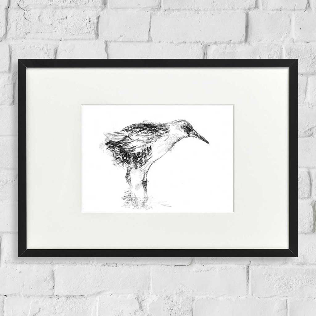 Water rail
