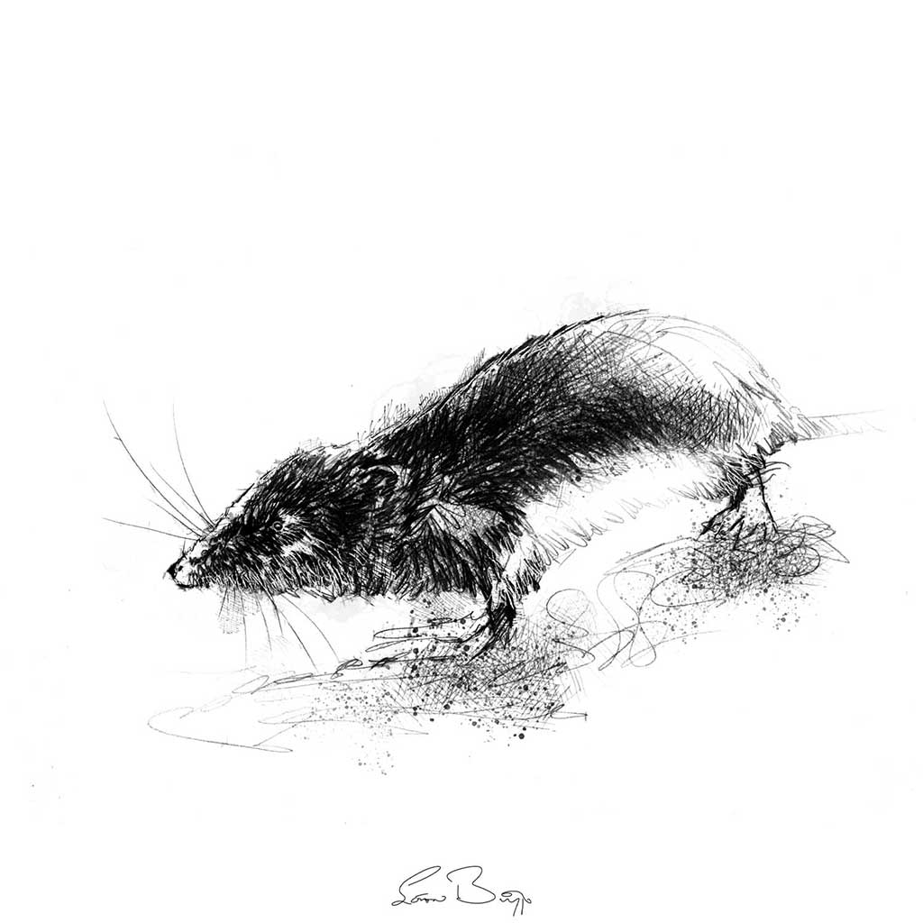 Water vole