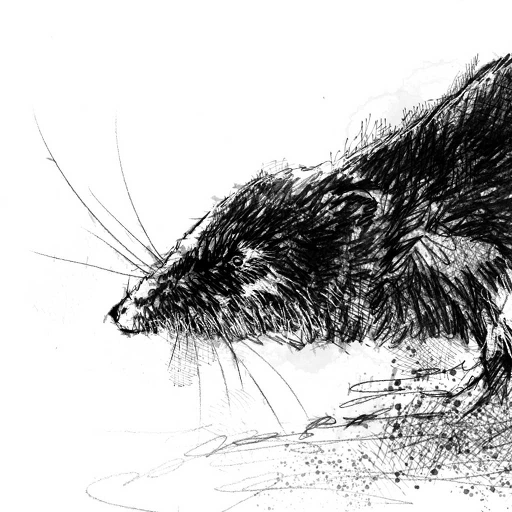 Water vole