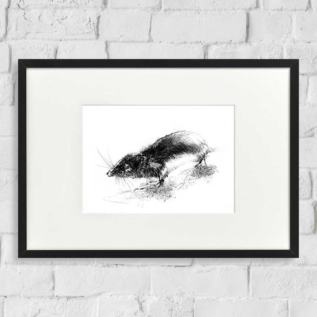 Water vole