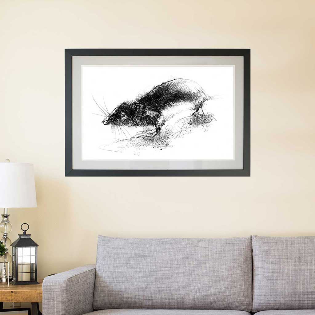 Water vole