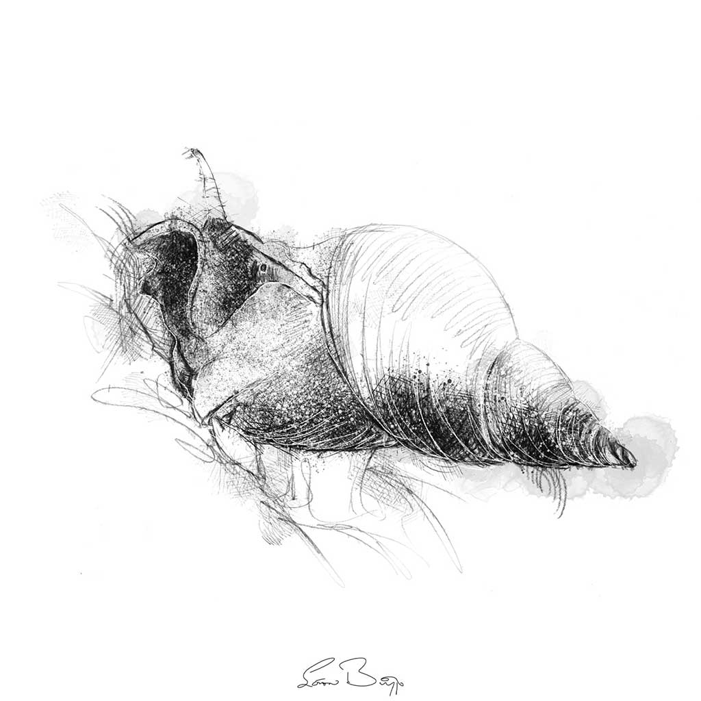 Water snail