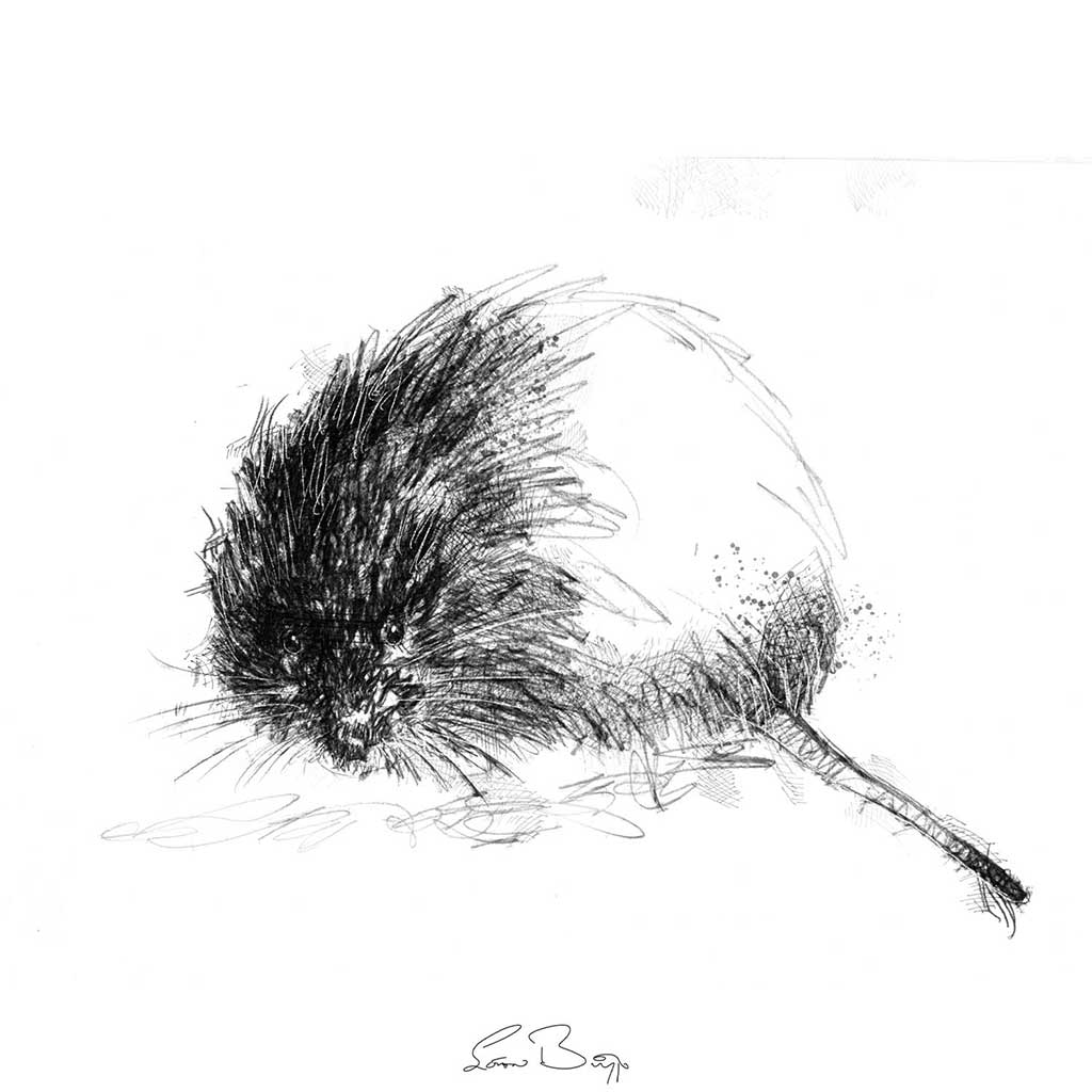 Water vole