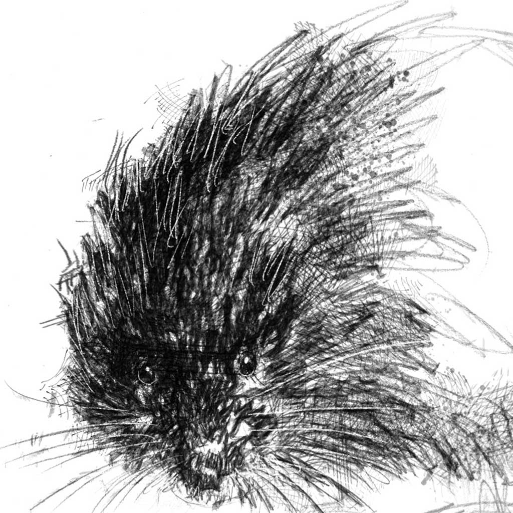 Water vole