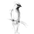 Waxwing visitor