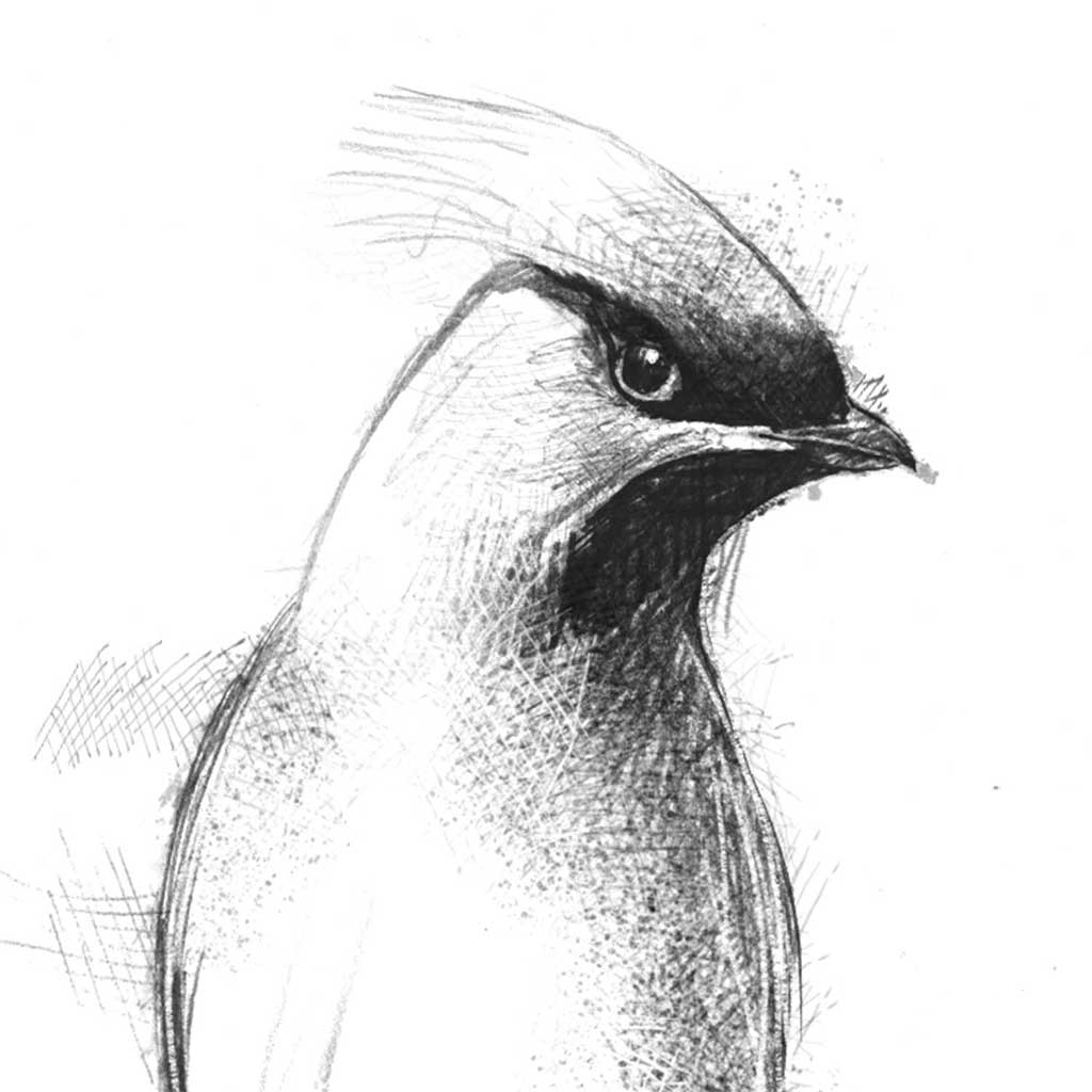 Waxwing visitor