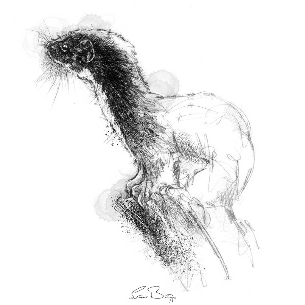 Weasel