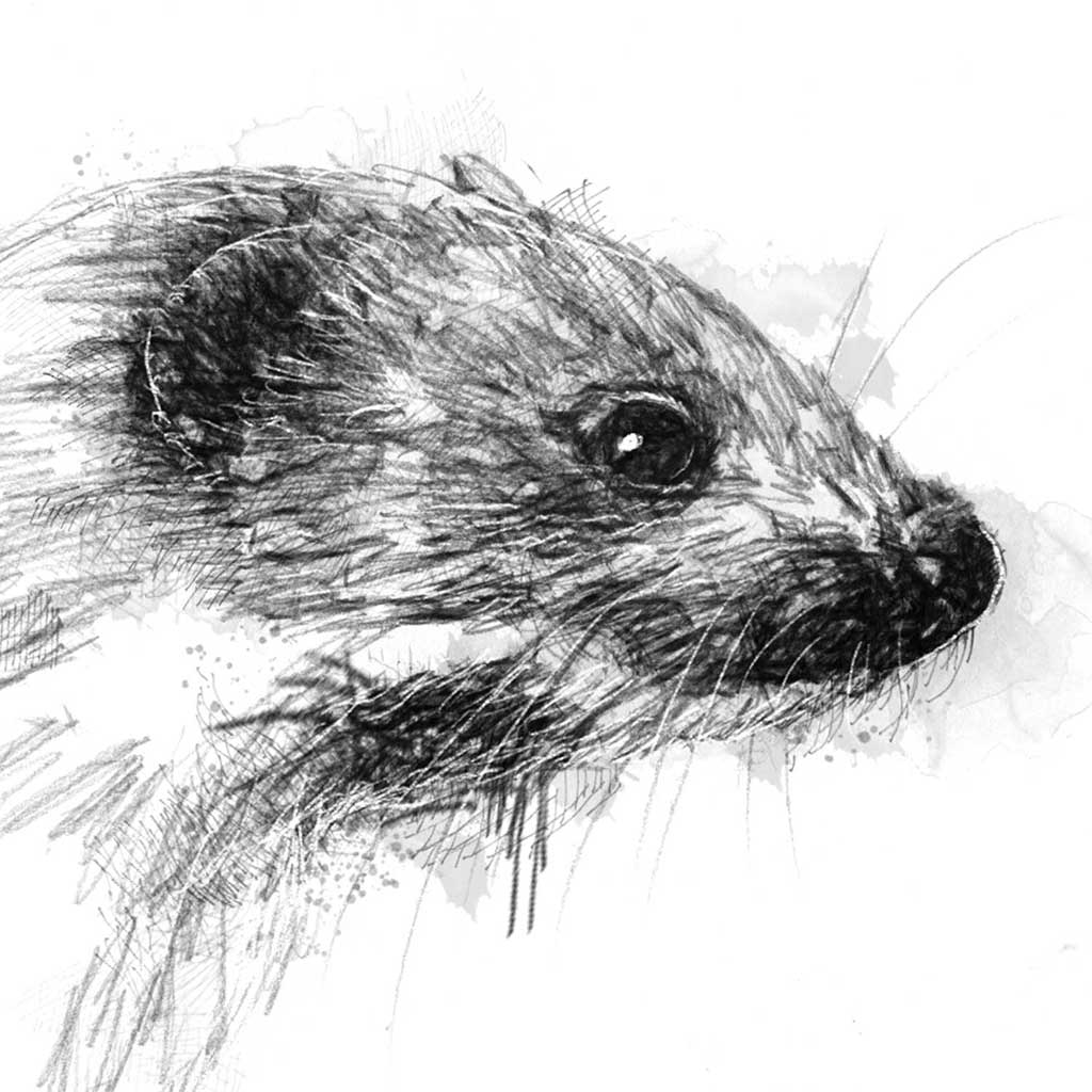 Weasel
