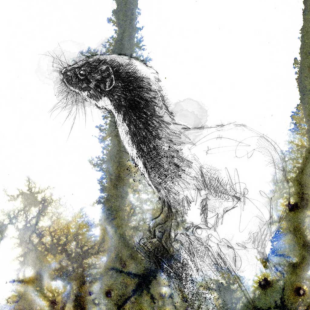 Weasel undergrowth