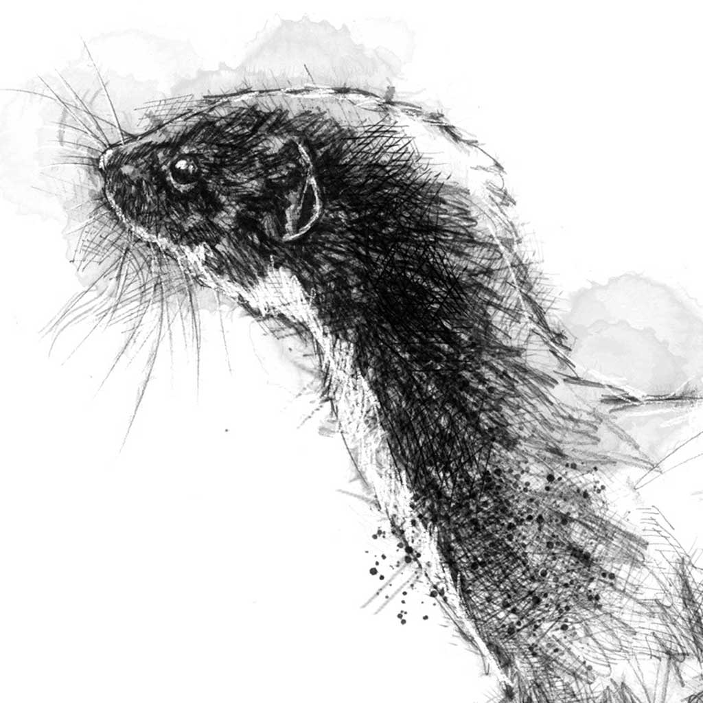 Weasel