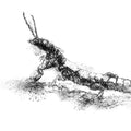 Web spinner insect