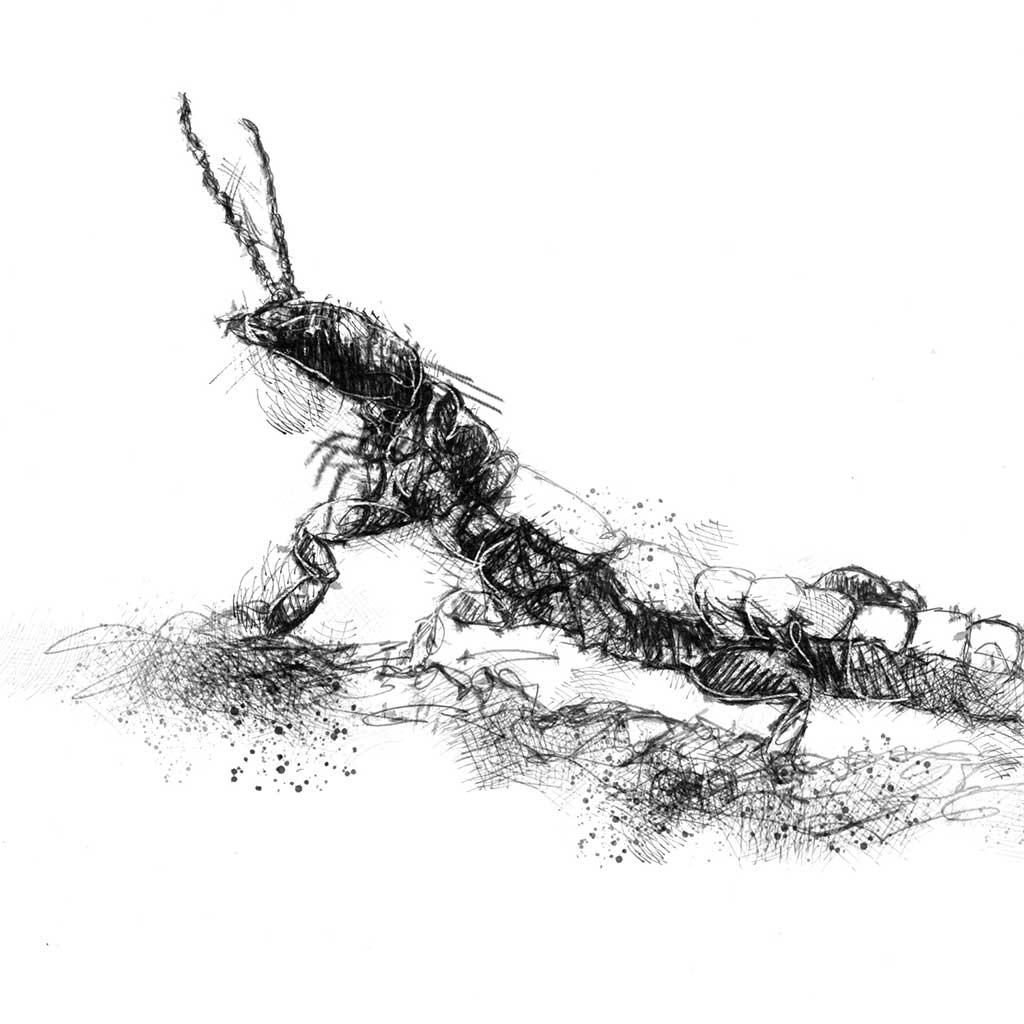 Web spinner insect