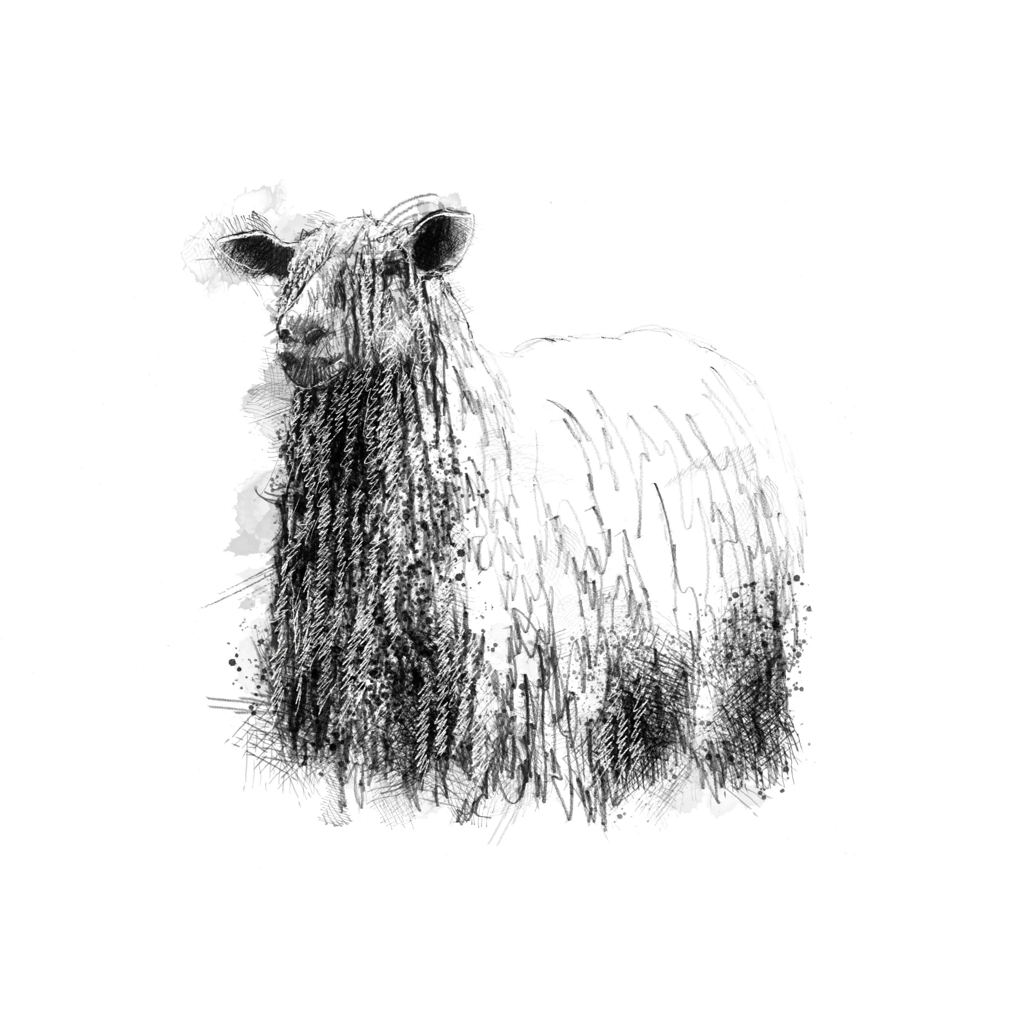 Wensleydale sheep - BW Sketch