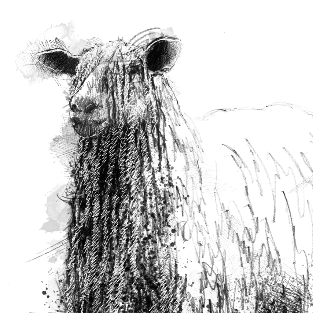 Wensleydale sheep - BW Sketch