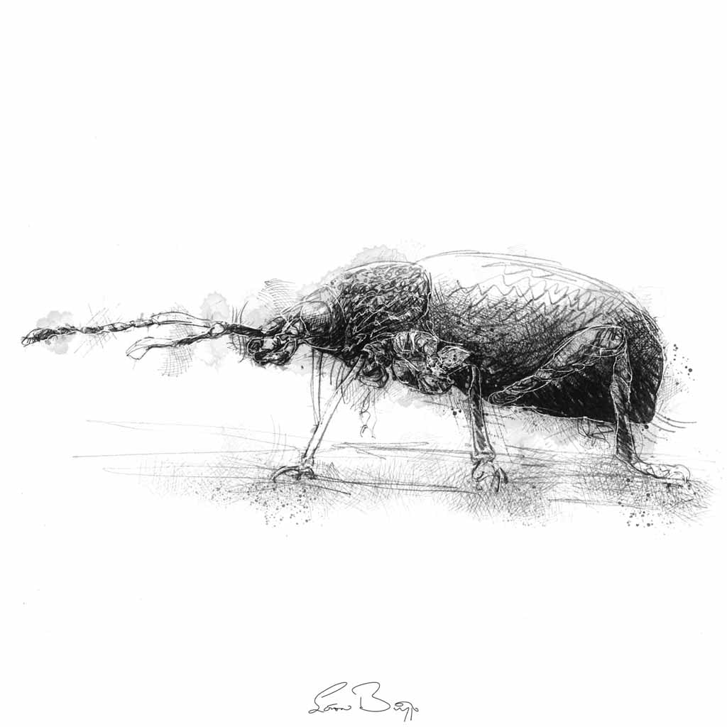 Weevil