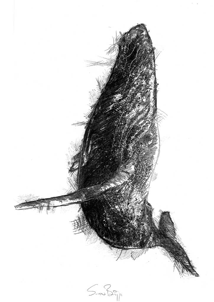 Whale