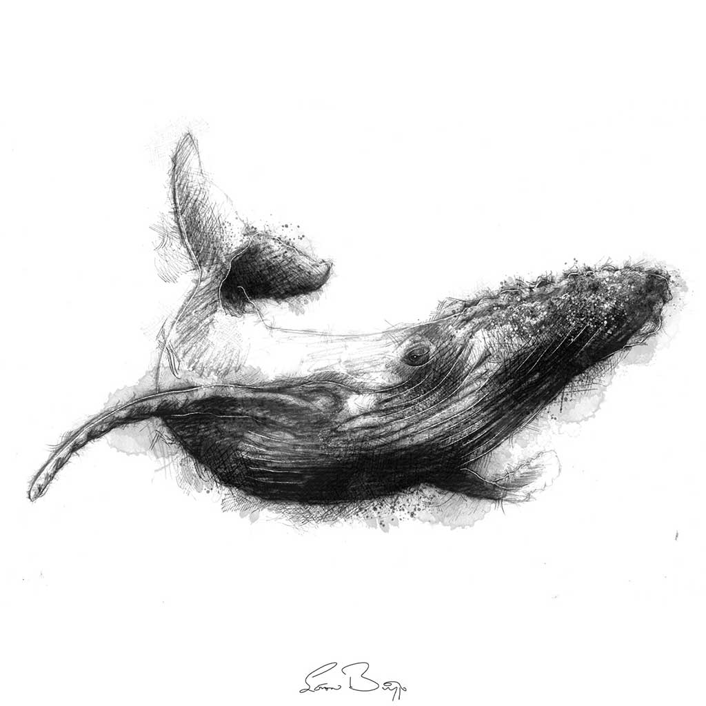Whale swim