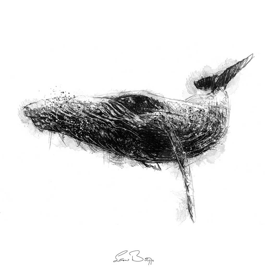 Humpback whale