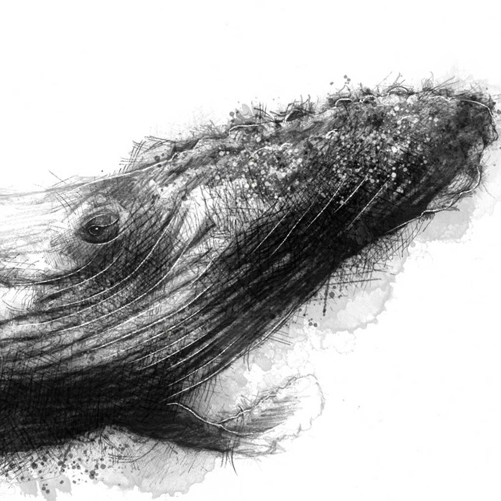 Whale swim
