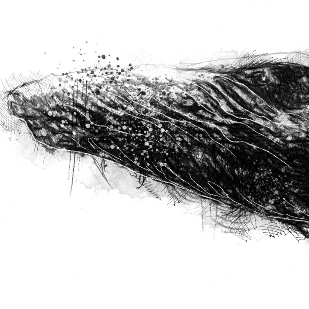 Humpback whale