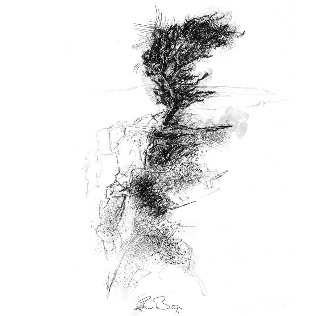 Cumbrian tree