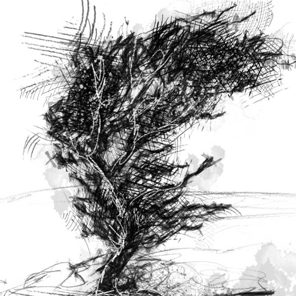 Cumbrian tree