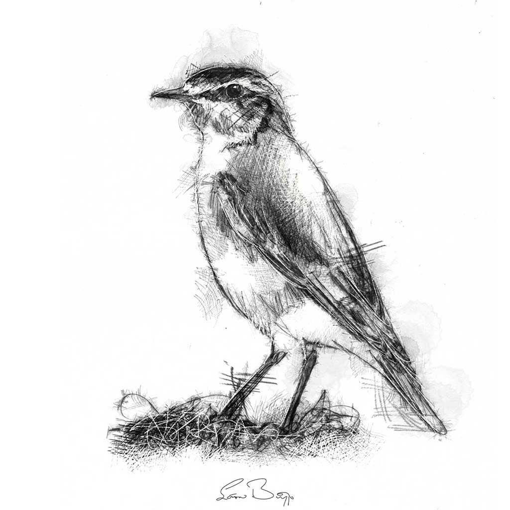 Wheatear