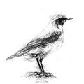 Wheatear