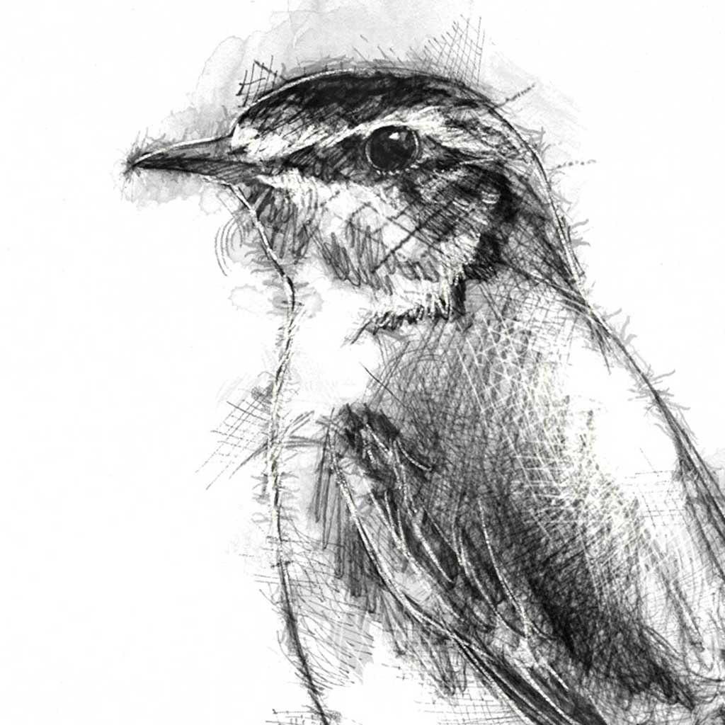 Wheatear
