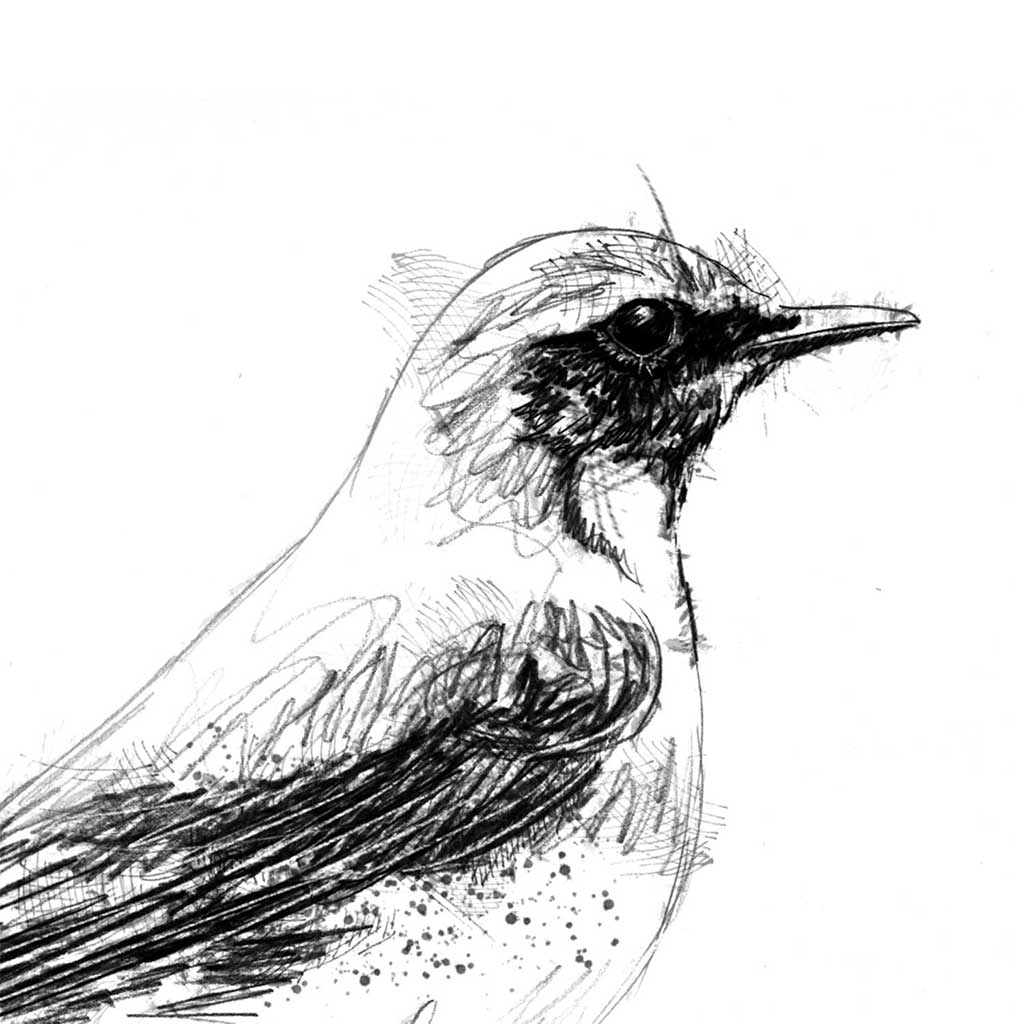 Wheatear