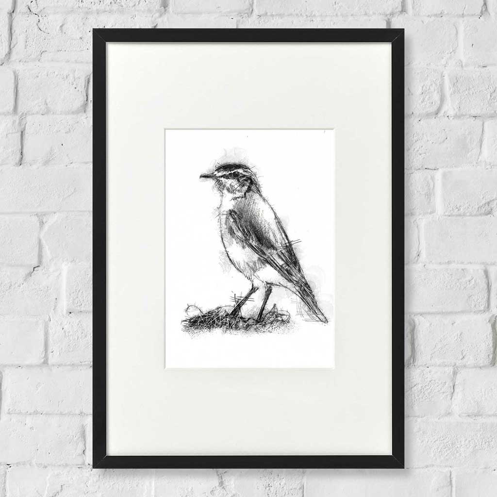 Wheatear