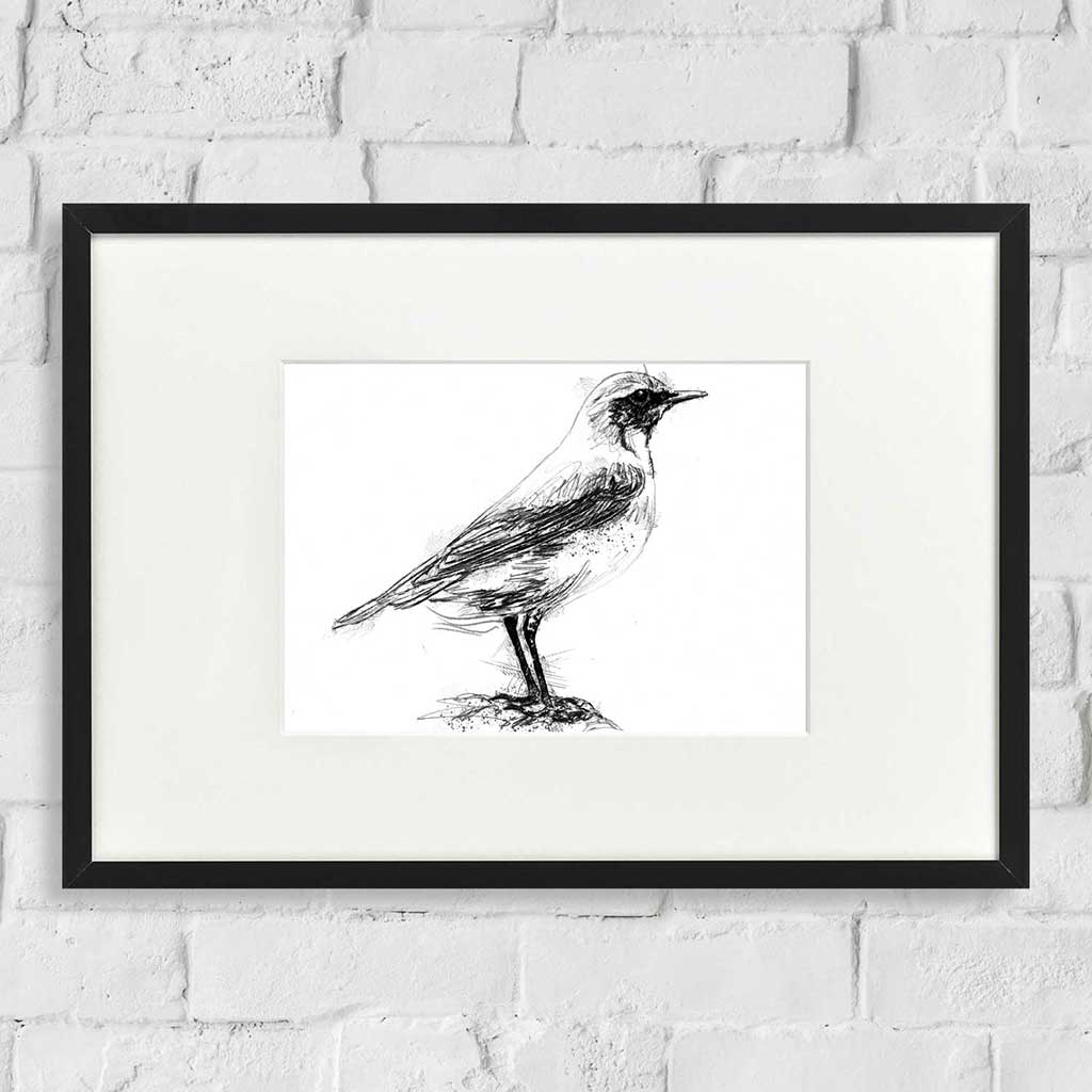 Wheatear