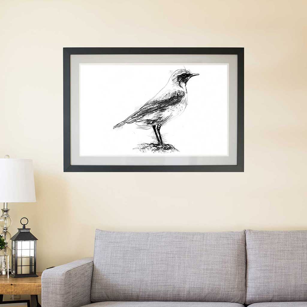 Wheatear