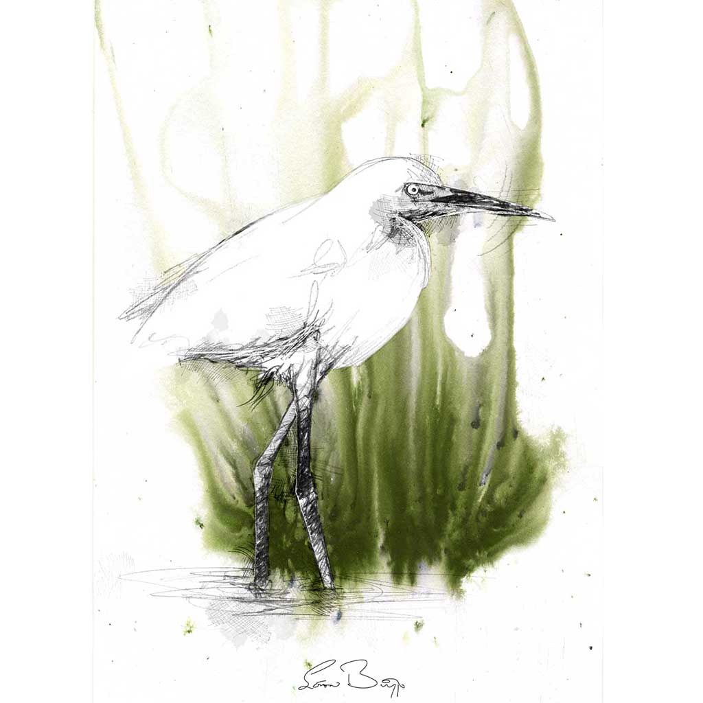 White ibis