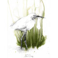 White ibis