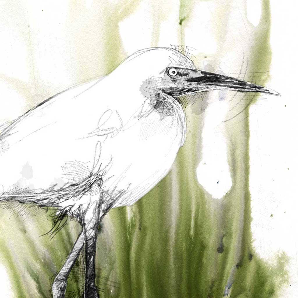 White ibis