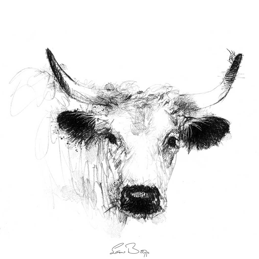 White park cow