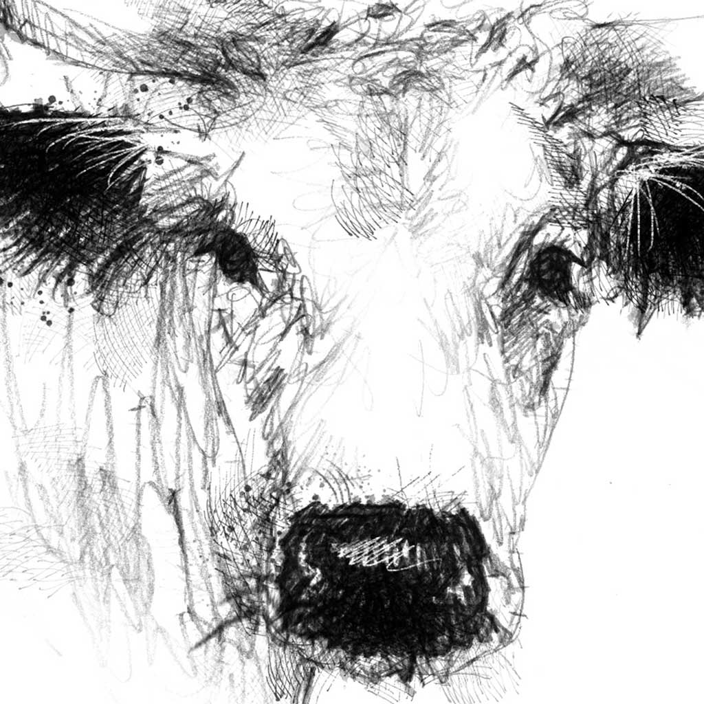 White park cow
