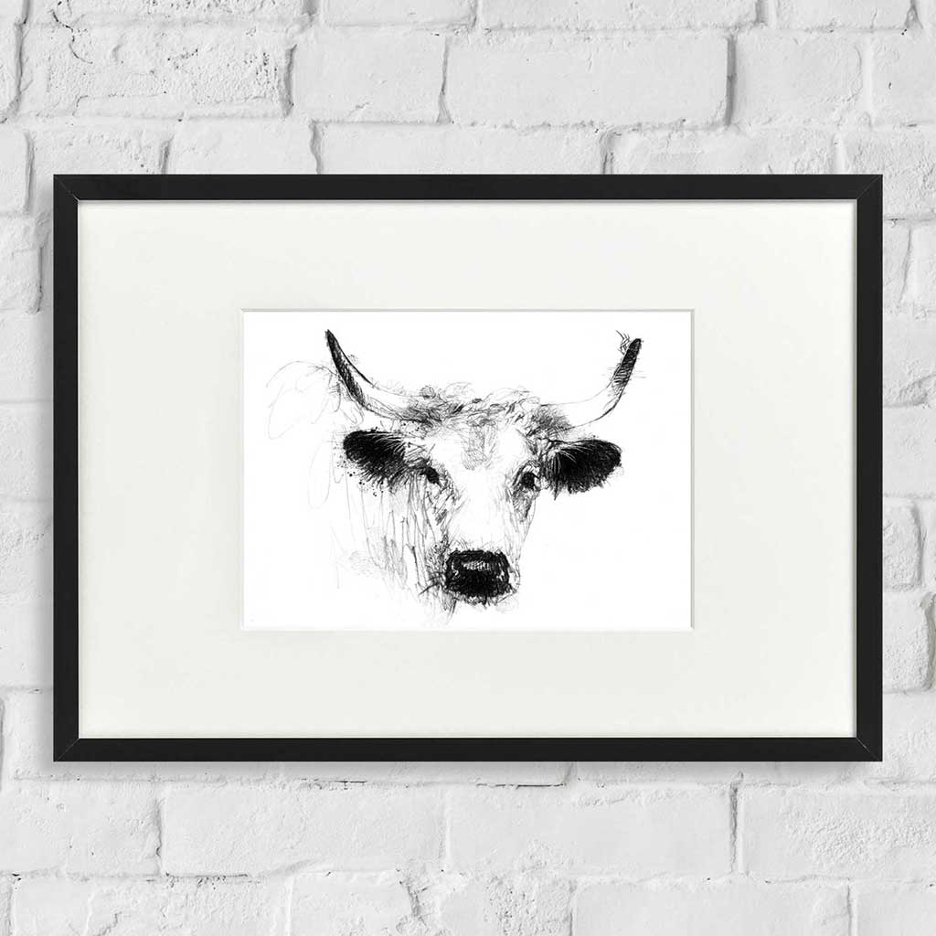 White park cow