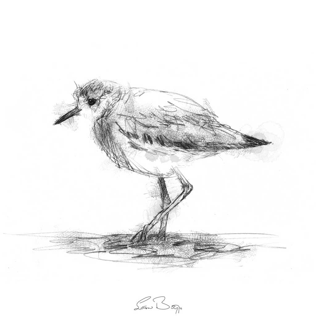 White tailed lapwing