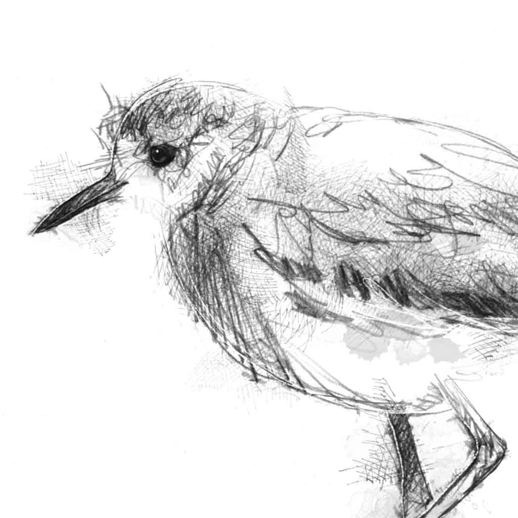 White tailed lapwing