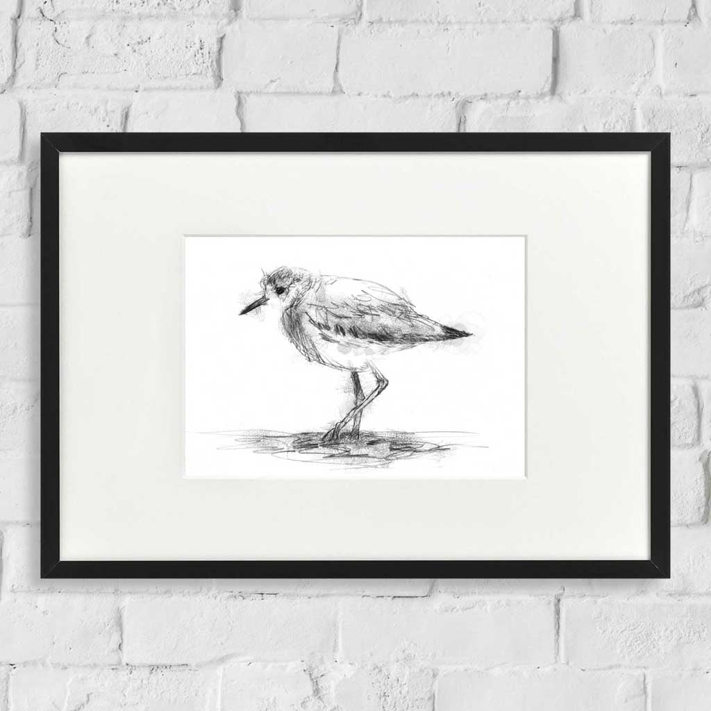White tailed lapwing