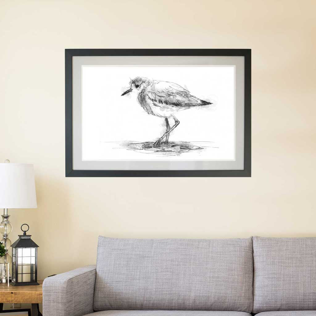 White tailed lapwing