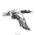 Widgeon