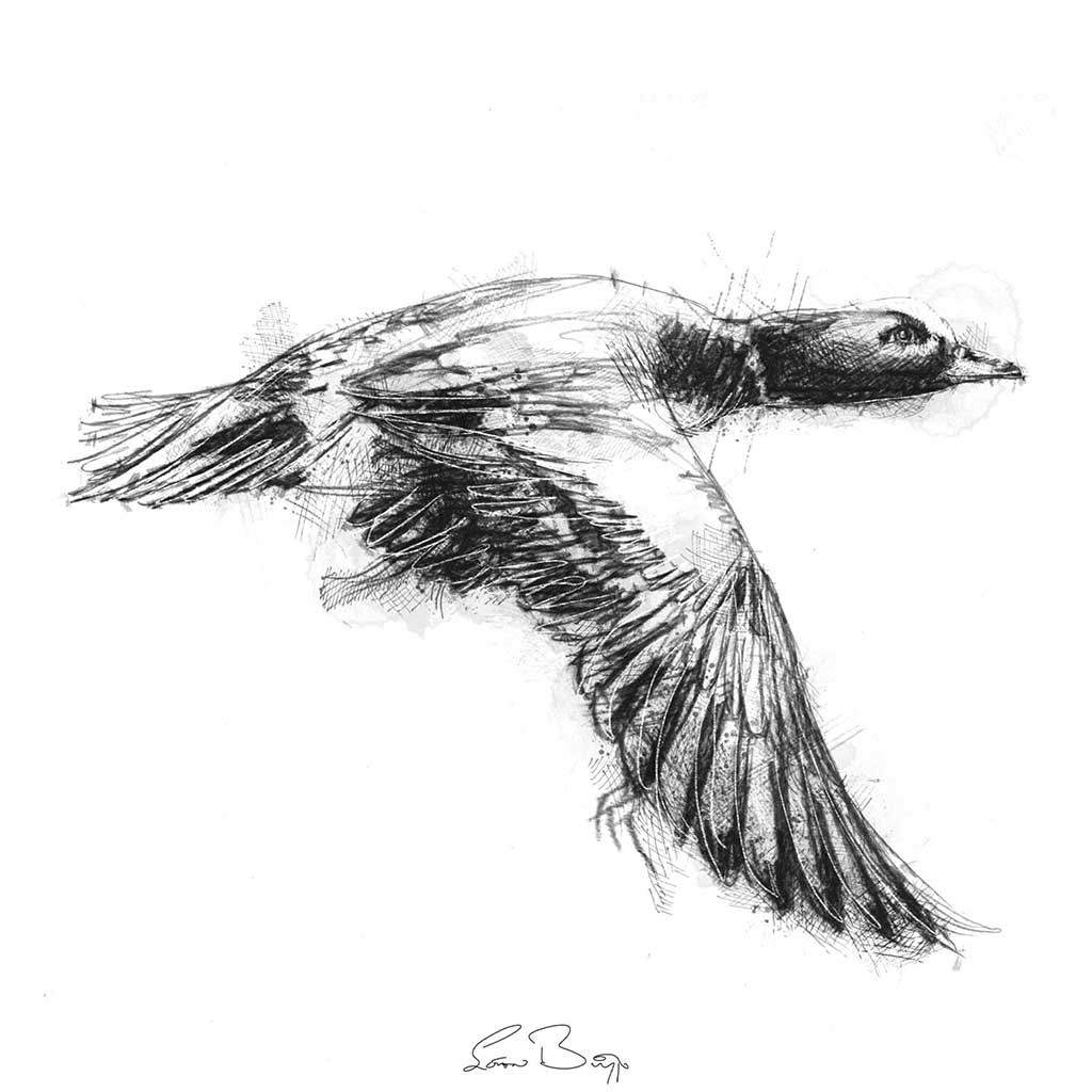 Widgeon