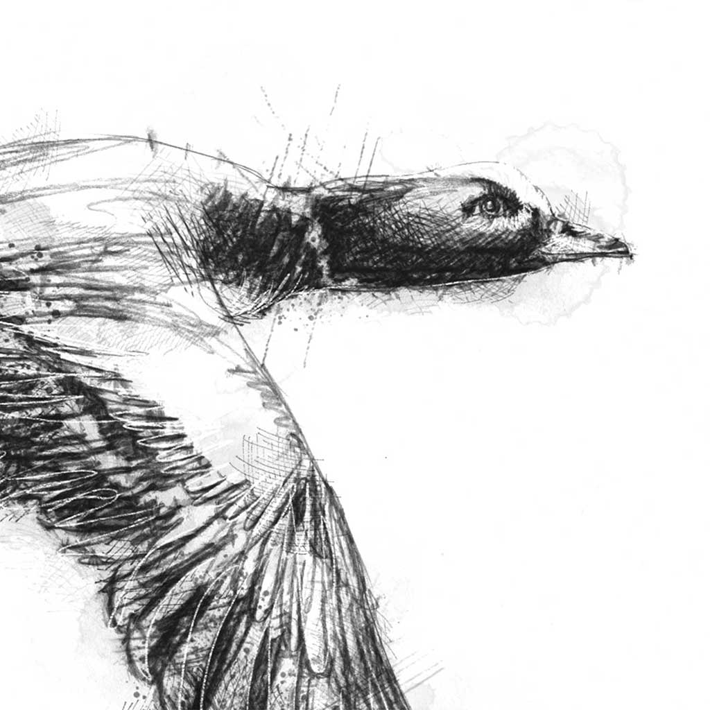 Widgeon