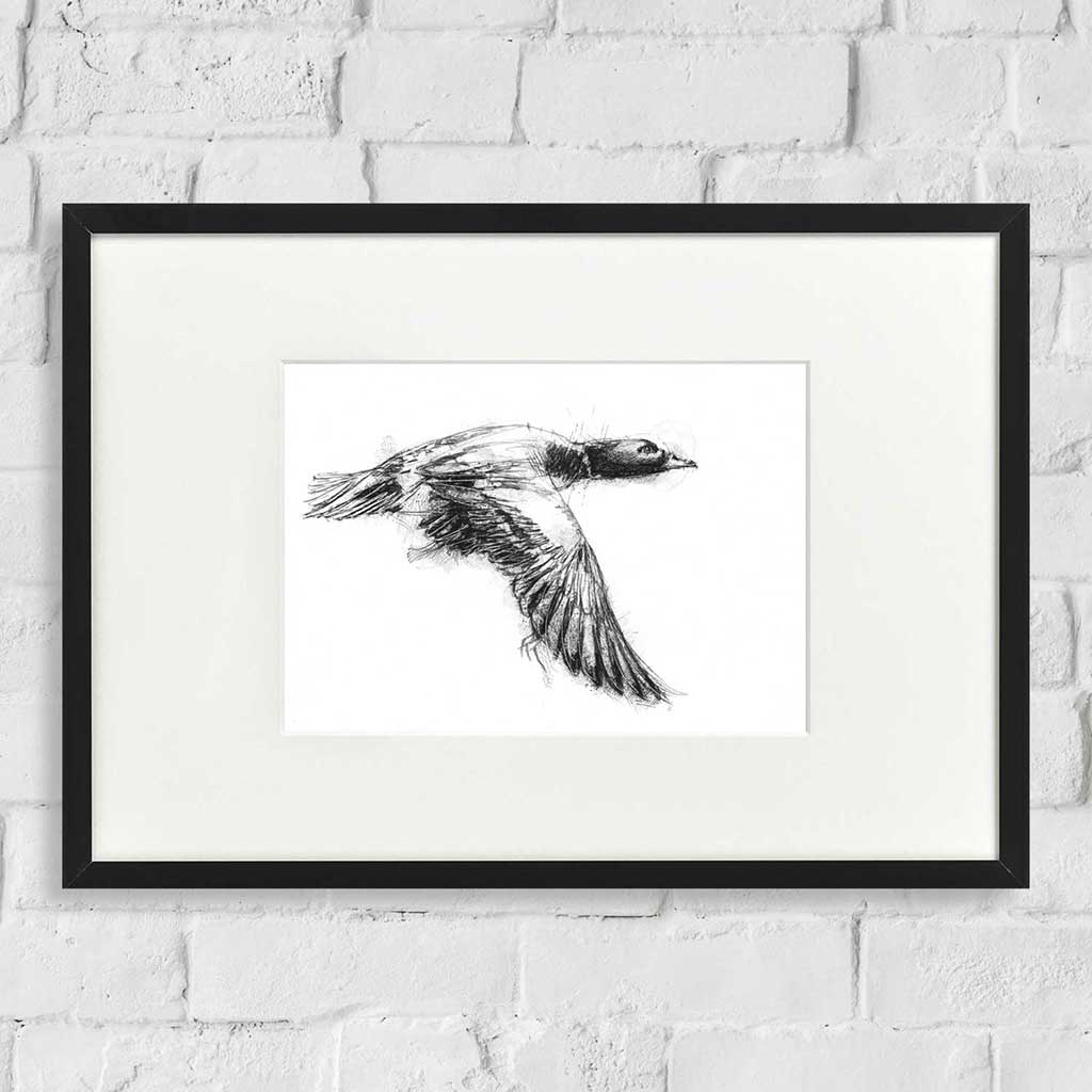 Widgeon