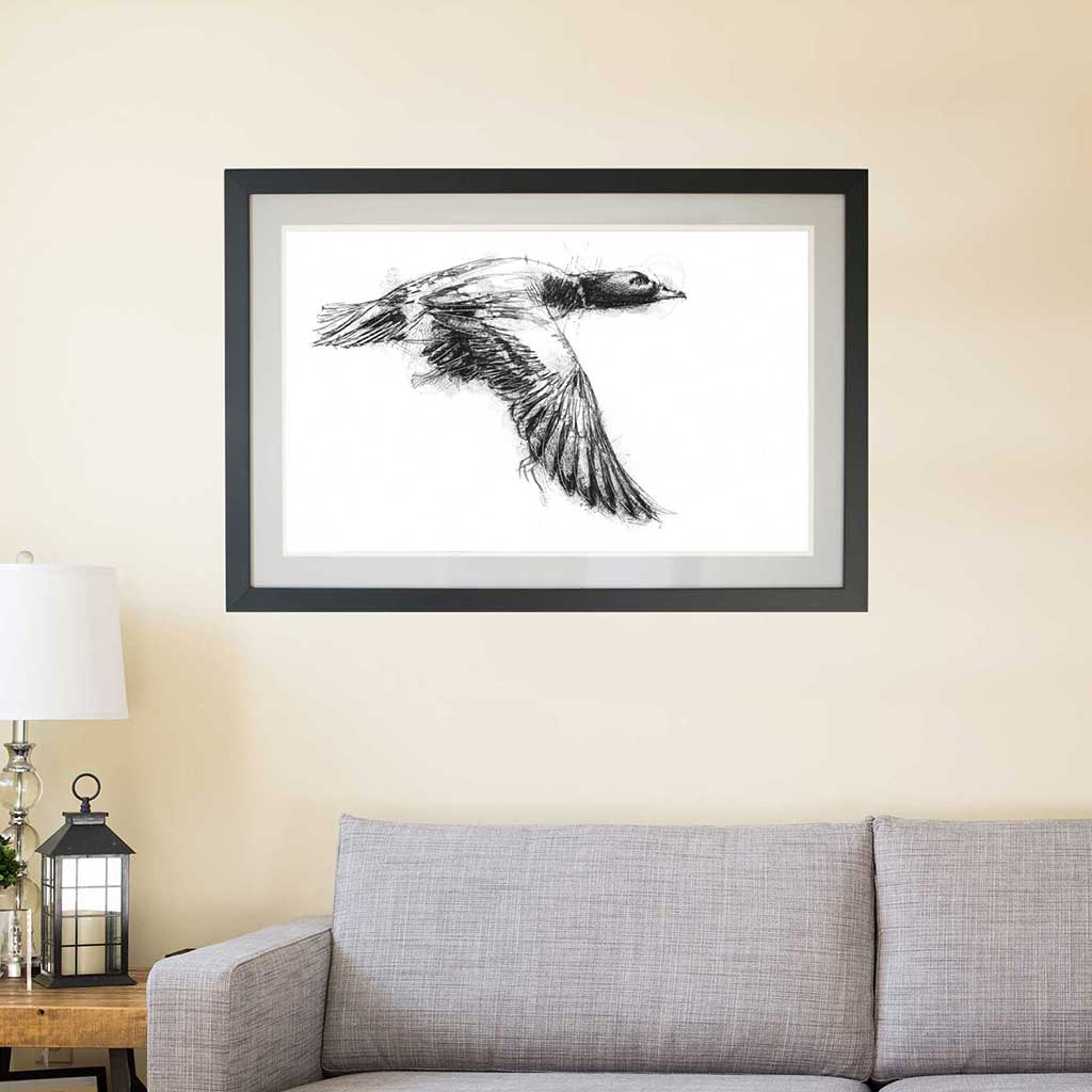 Widgeon
