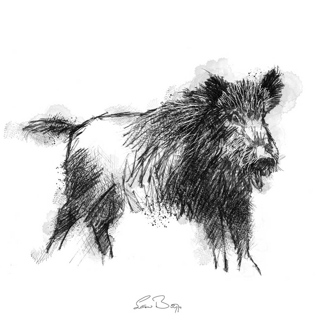 Wild boar