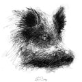Wild boar head